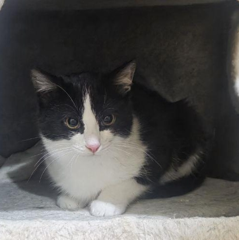 Enlarge Oliver, a Adoptable Domestic Short Hair in Brooklyn, NY image 1/3