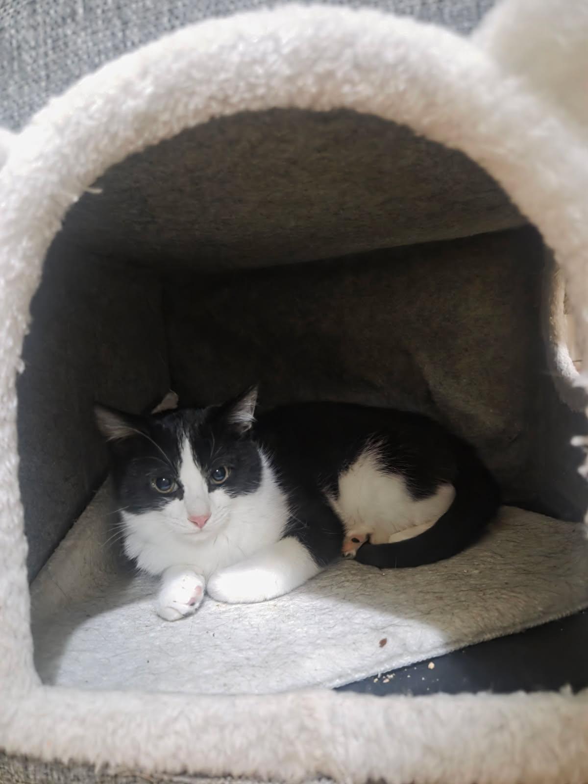 Enlarge Oliver, a Adoptable Domestic Short Hair in Brooklyn, NY image 3/3