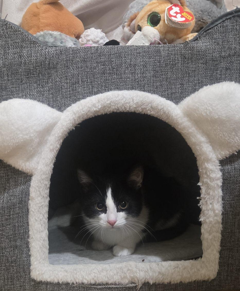 Enlarge Oliver, a Adoptable Domestic Short Hair in Brooklyn, NY image 2/3