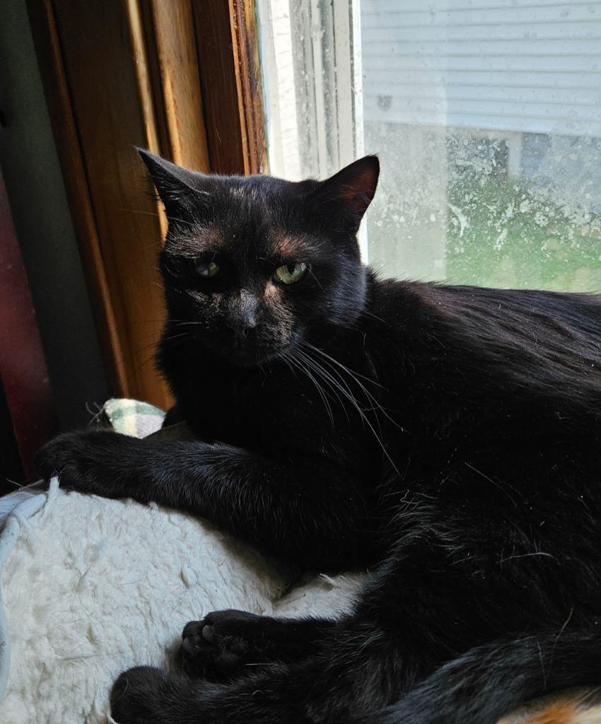 Enlarge Butch Reed *IN FOSTER*, a Adoptable mixed breed in South Bend, IN image 2/2