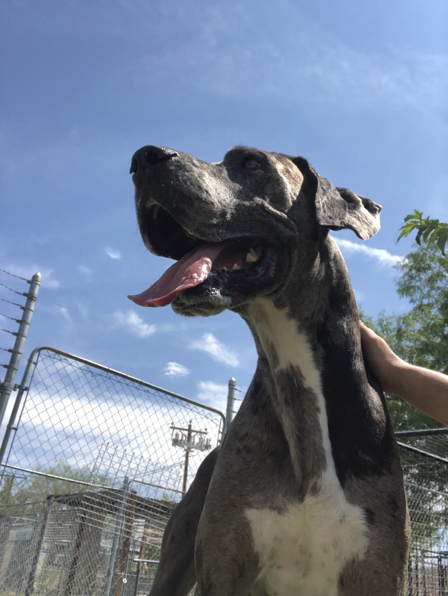 Rex