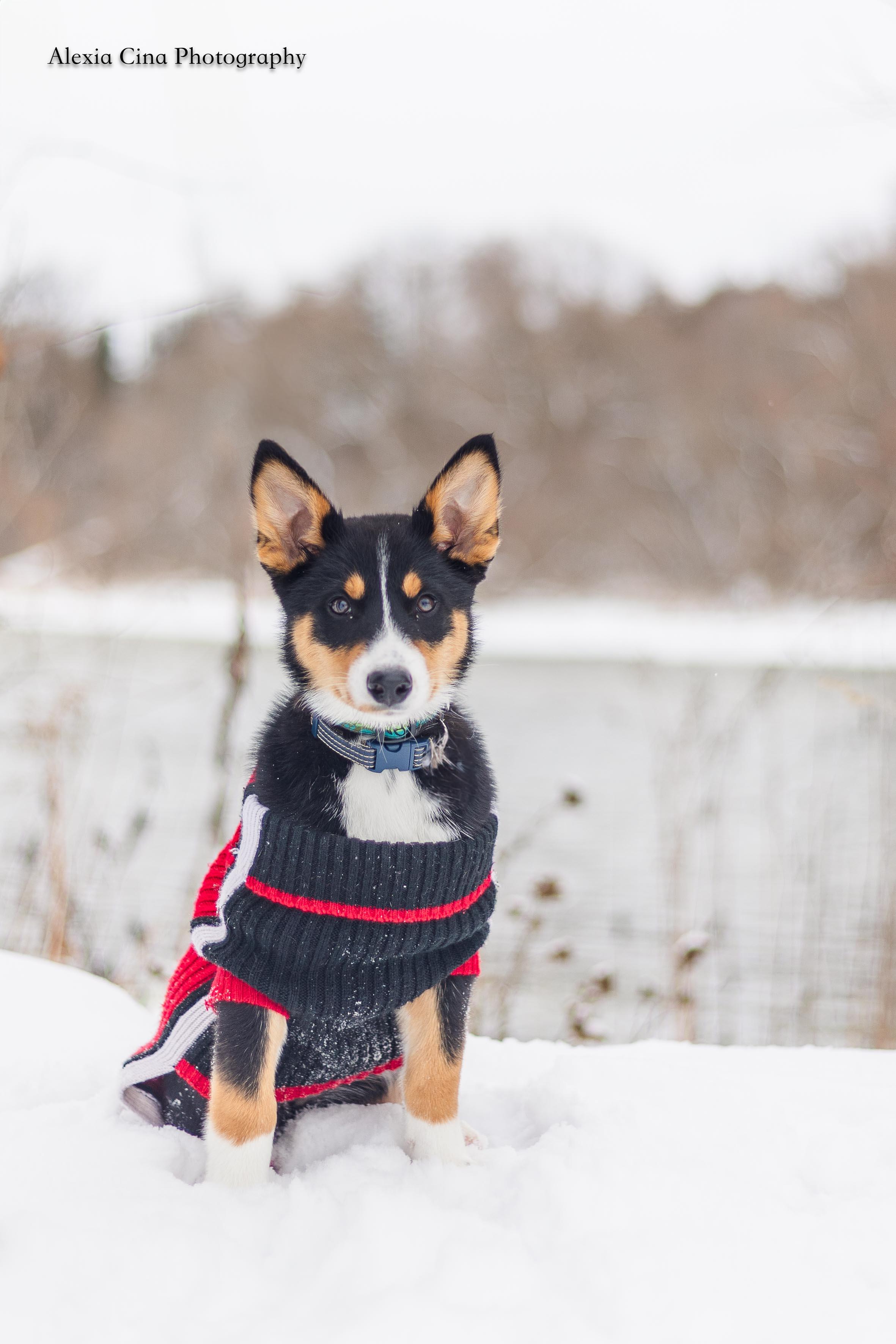 Mariah, a ADOPTABLE mixed breed in Drumbo, ON image 3/4