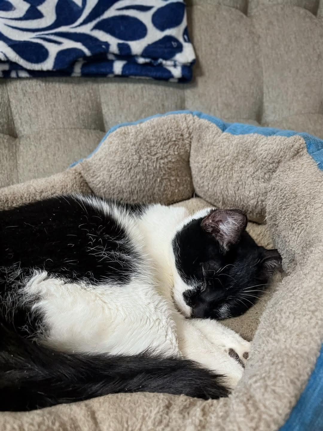 Enlarge Shashthi, an adopted Domestic Short Hair in Sawyer, ND image 4/4