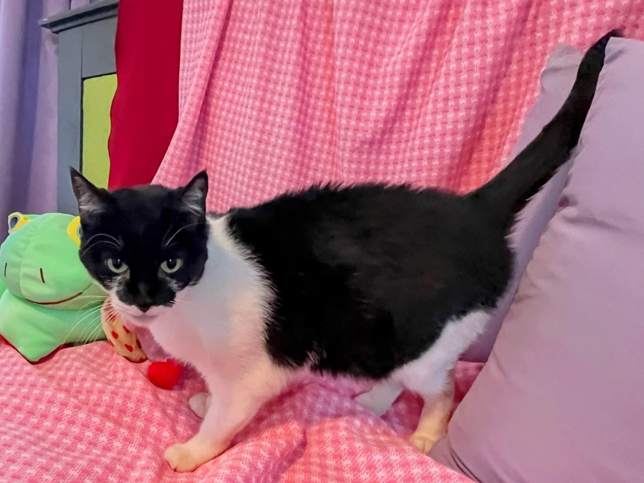 Enlarge Shashthi, an adopted Domestic Short Hair in Sawyer, ND image 2/4