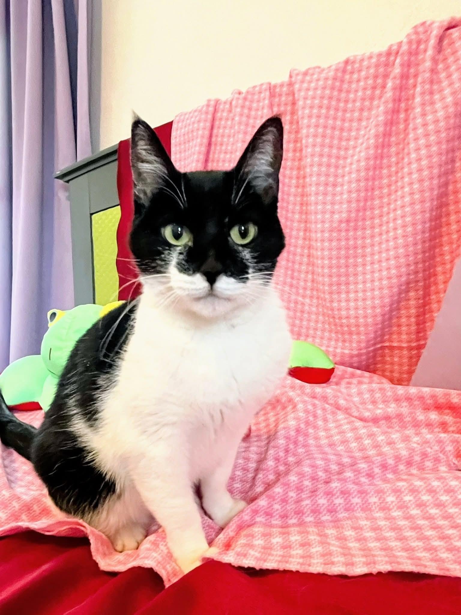 Enlarge Shashthi, an adopted Domestic Short Hair in Sawyer, ND image 3/4