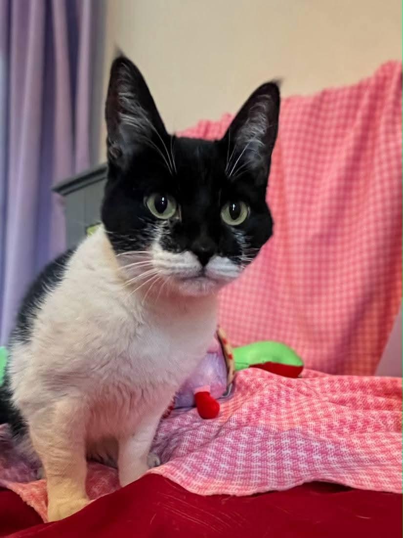 Enlarge Shashthi, an adopted Domestic Short Hair in Sawyer, ND image 1/4