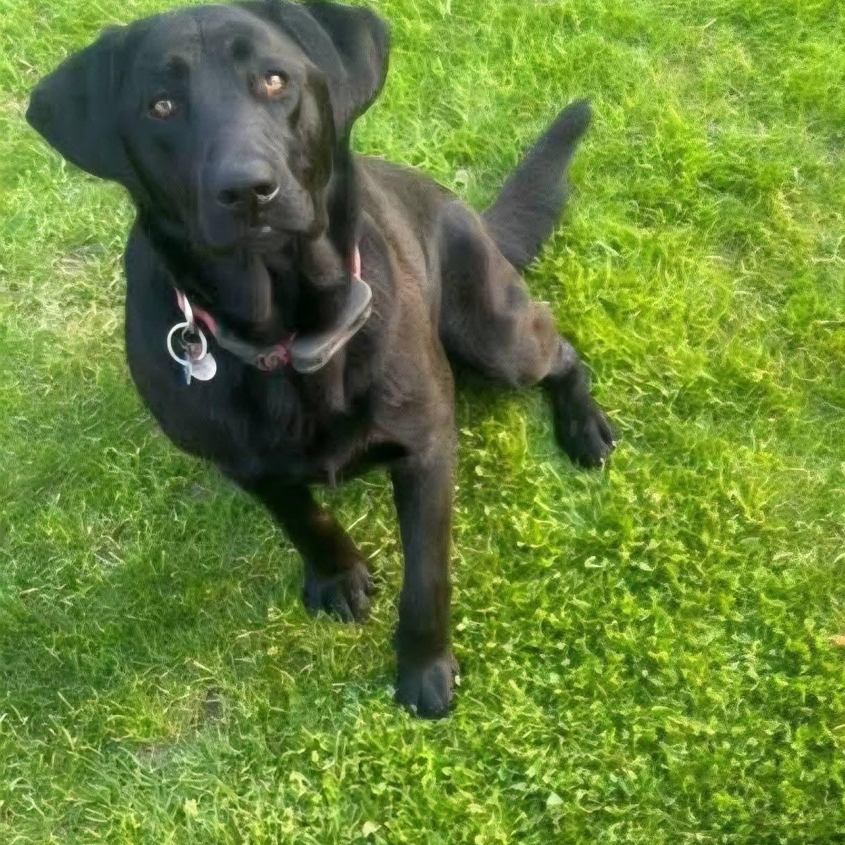 Molly & Maggie, an adopted Black Labrador Retriever in Lucknow, ON image 3/4