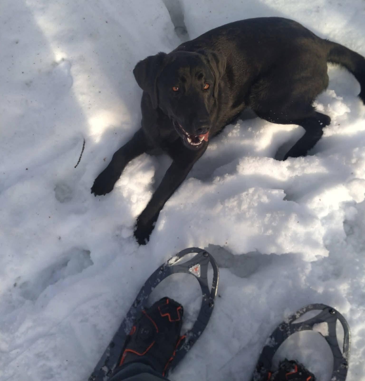 Molly & Maggie, an adopted Black Labrador Retriever in Lucknow, ON image 4/4