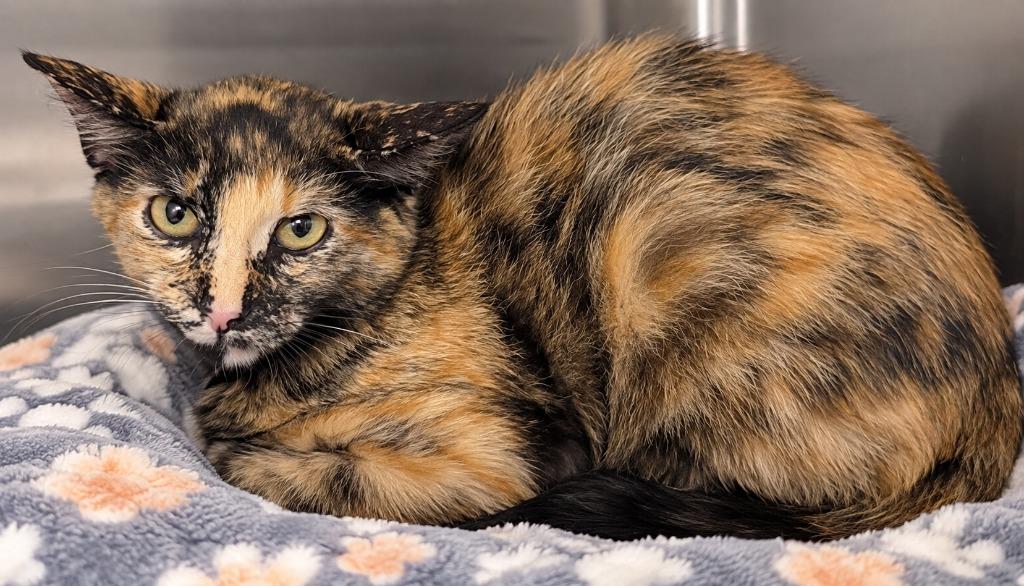 Glitch, Adoptable, Kitten Female Domestic Short Hair.