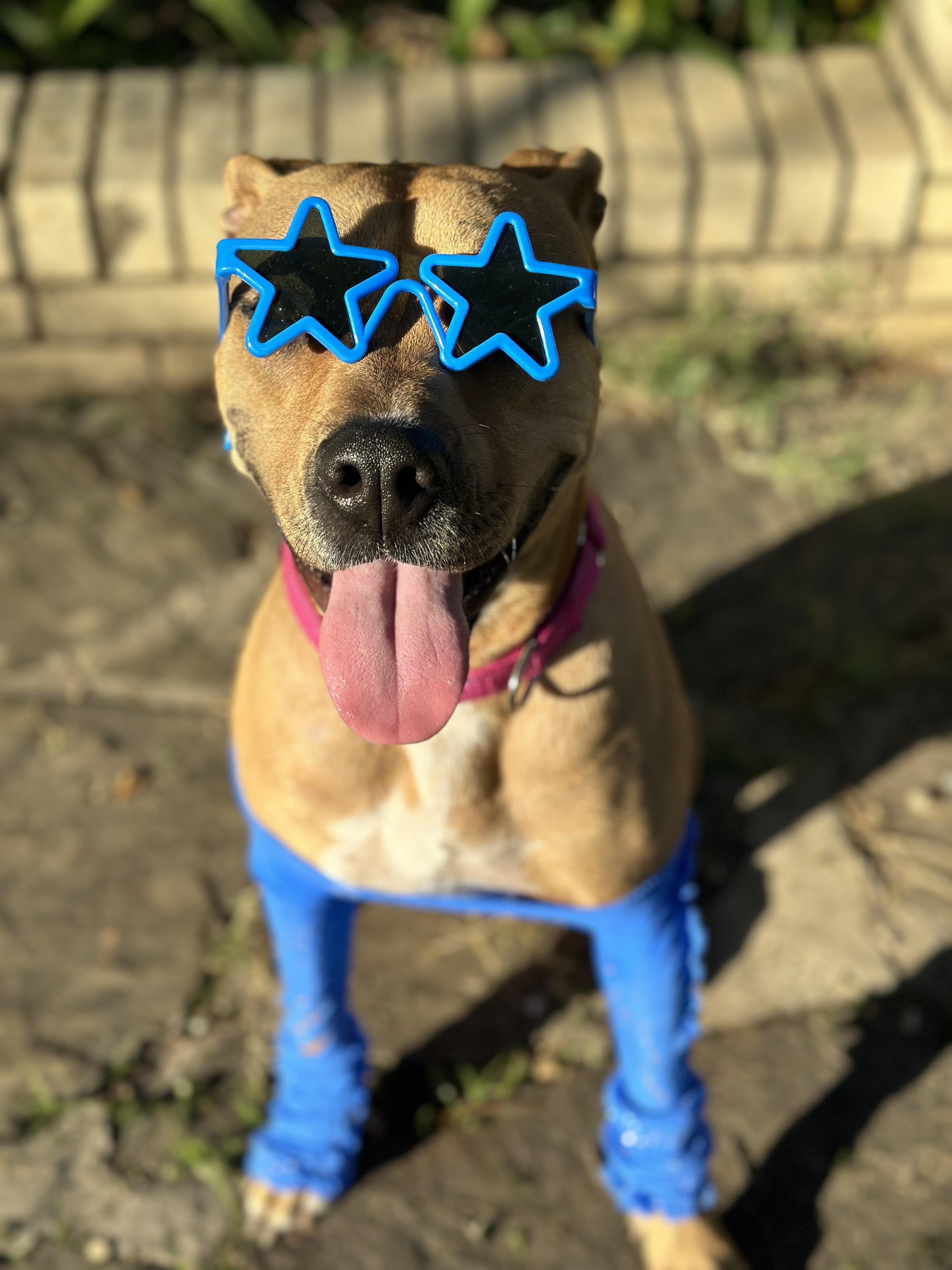Enlarge Aruba , a ADOPTABLE mixed breed in Dallas, TX image 4/6