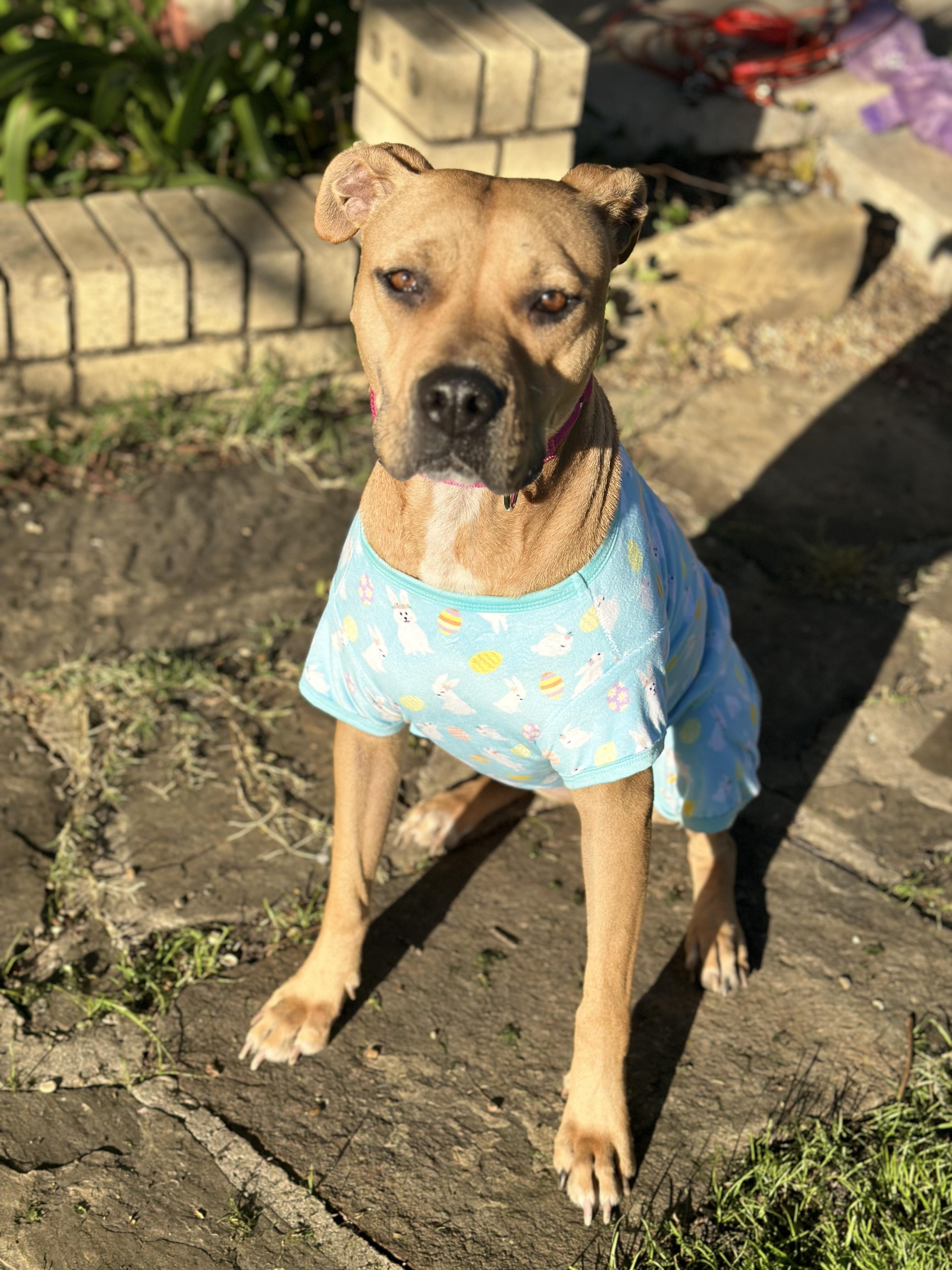 Enlarge Aruba , a ADOPTABLE mixed breed in Dallas, TX image 2/6