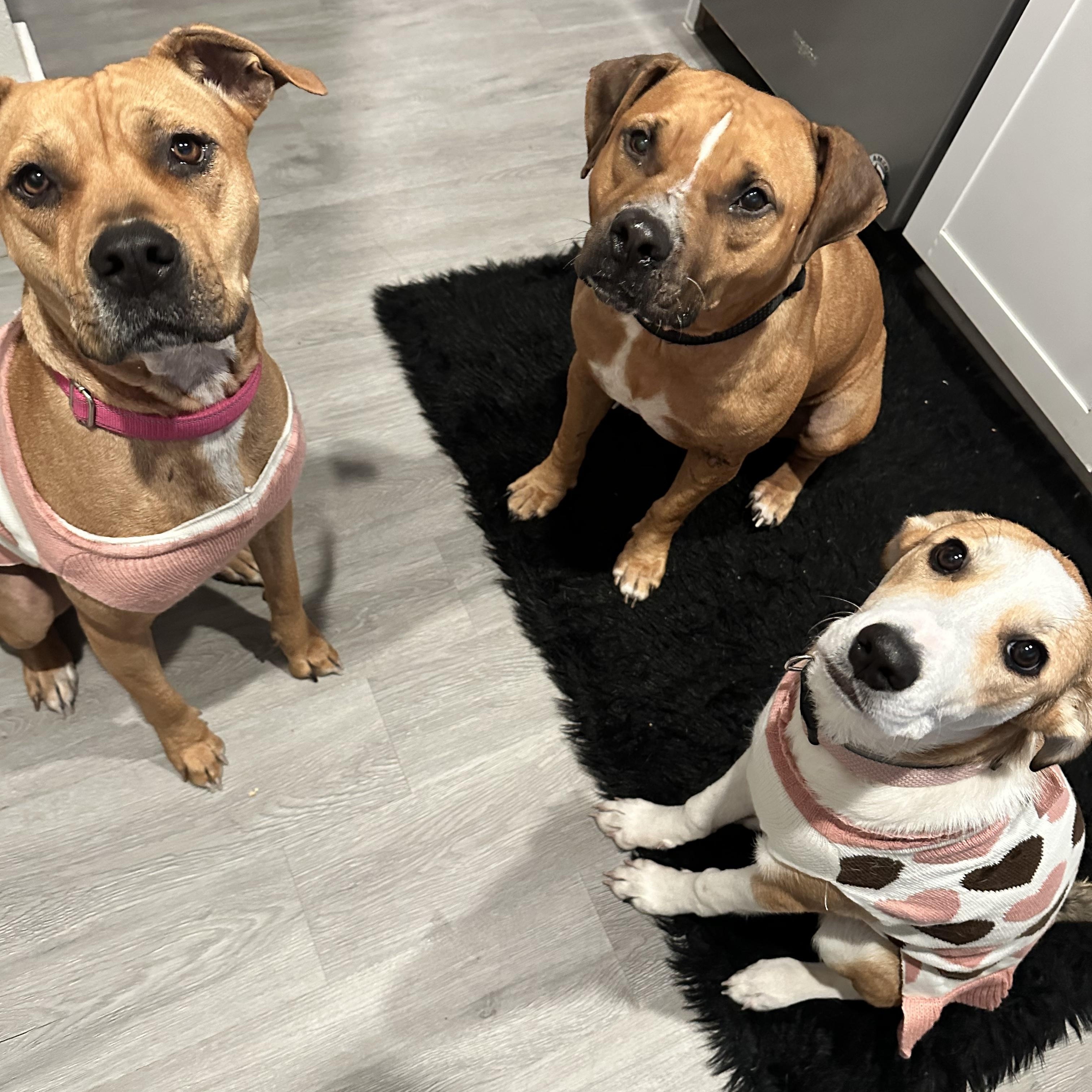 Enlarge Aruba , a ADOPTABLE mixed breed in Dallas, TX image 5/6