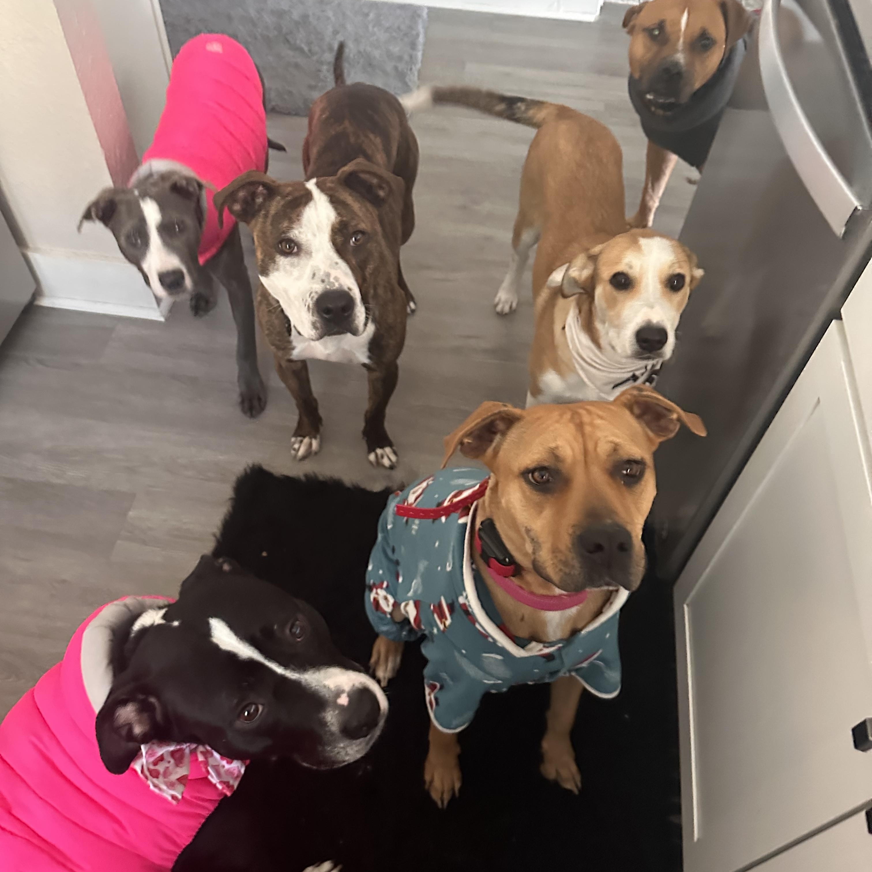 Enlarge Aruba , a ADOPTABLE mixed breed in Dallas, TX image 6/6