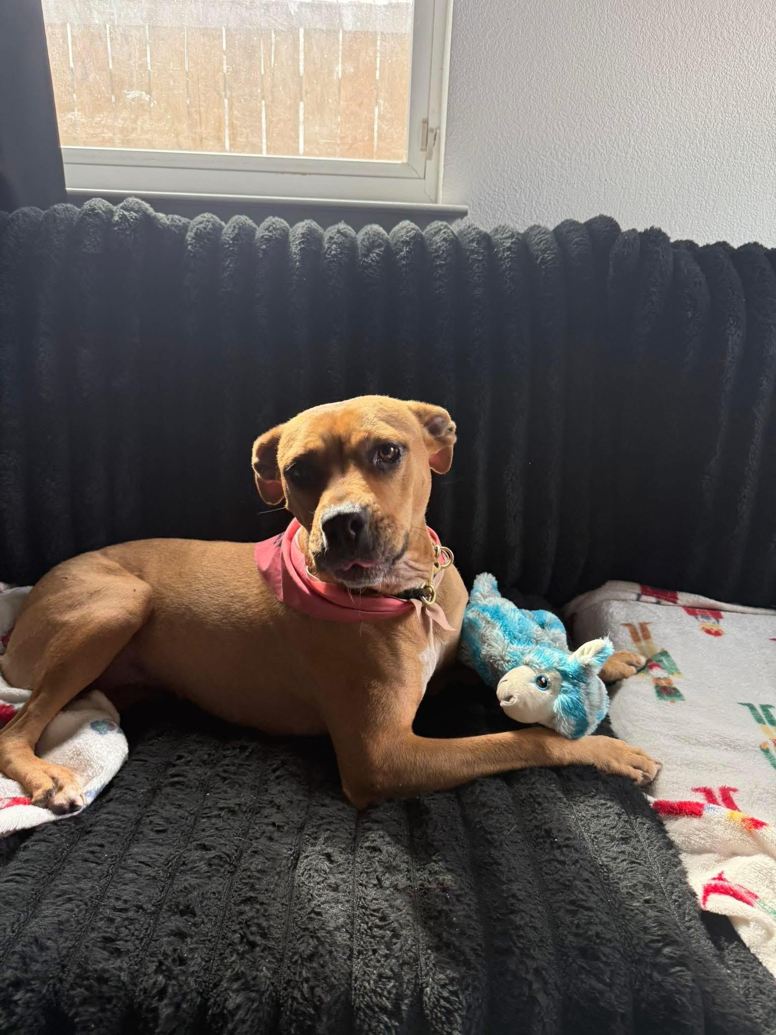 Enlarge Aruba , a ADOPTABLE mixed breed in Dallas, TX image 3/6