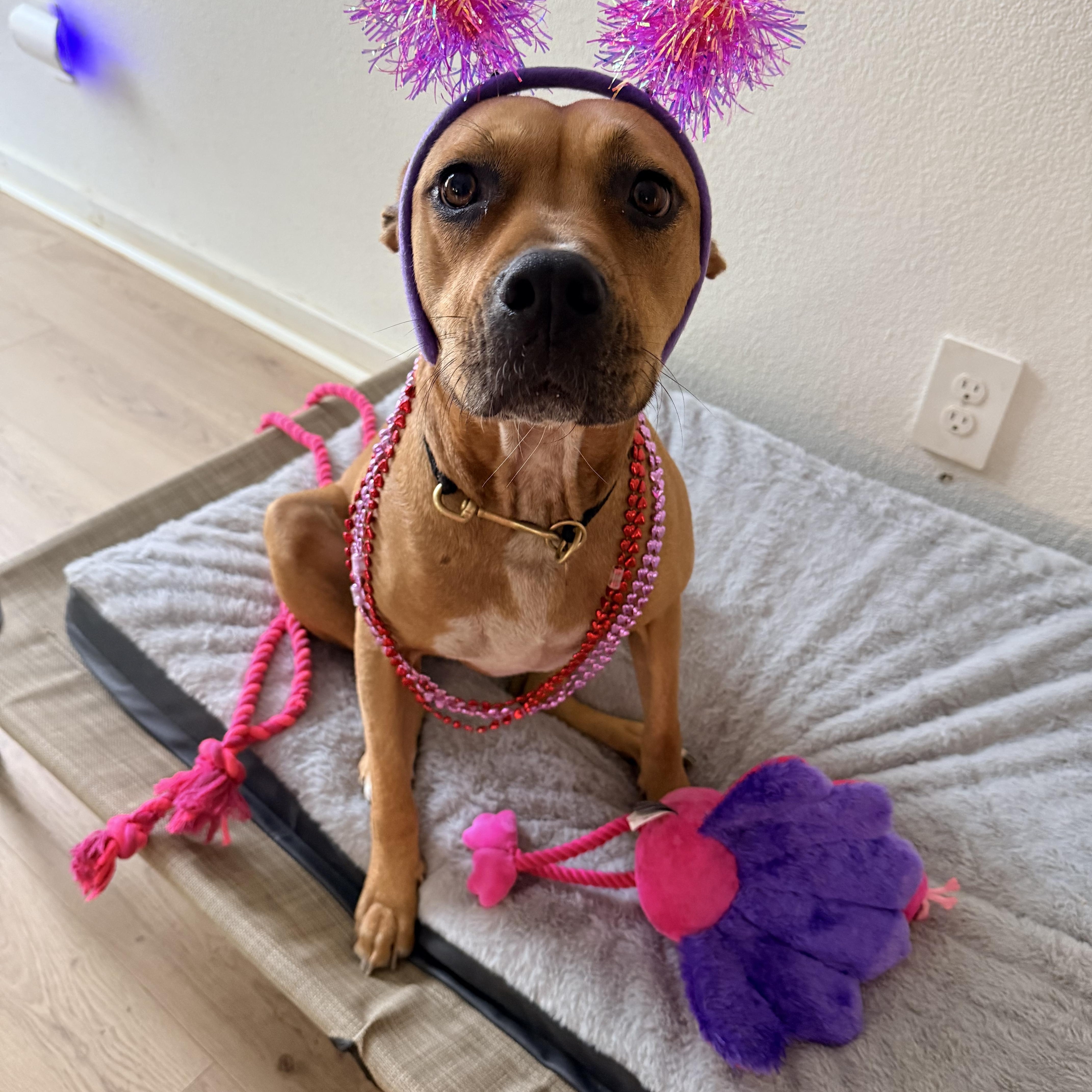 Enlarge Aruba , a ADOPTABLE mixed breed in Dallas, TX image 1/6