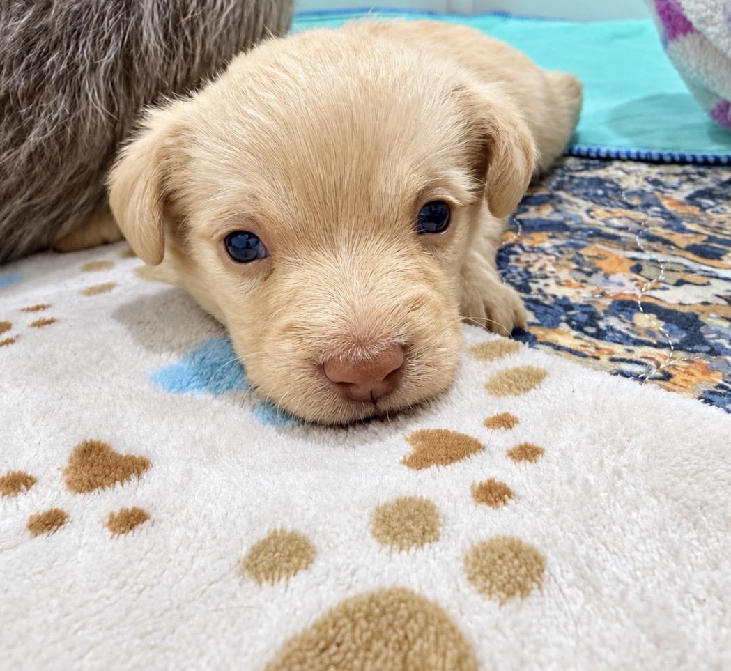 Enlarge Cheddar, a Adoptable Mixed Breed in Copiague, NY image 1/1