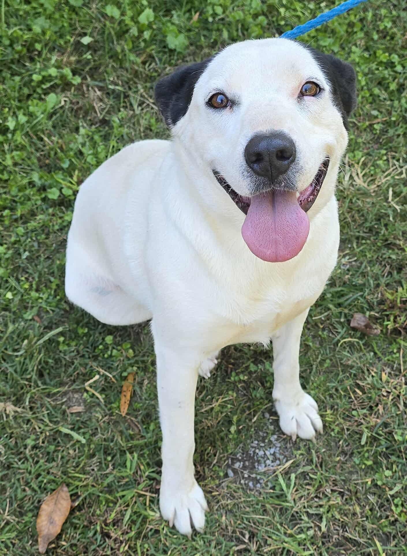 Prissy *foster needed*