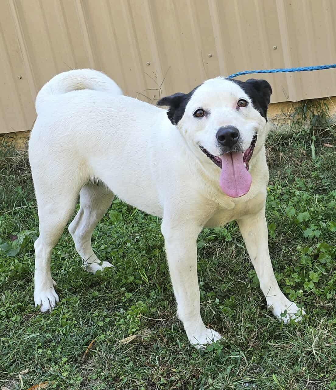 Prissy *foster needed*