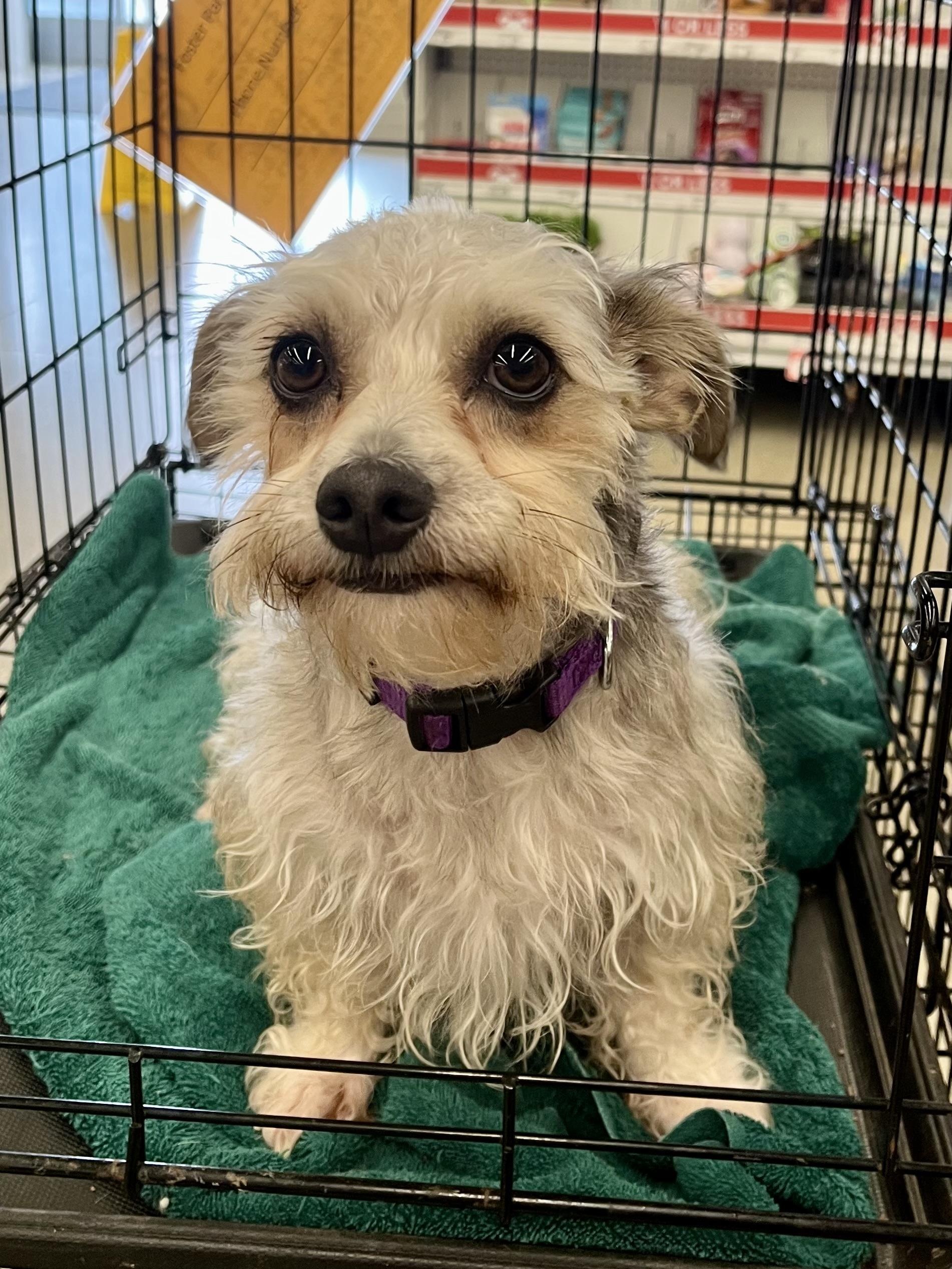 Enlarge Snickers PB, an adoptable mixed breed in Schertz, TX image 1/1