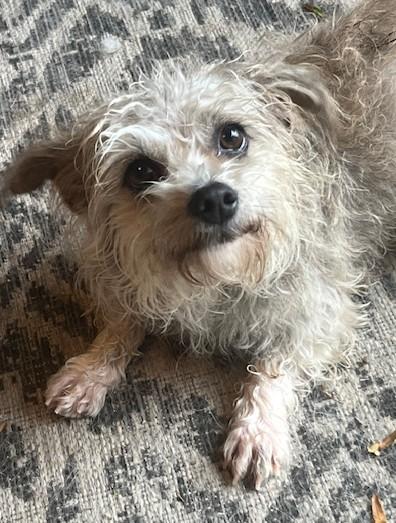 Enlarge Snickers PB, an adopted mixed breed in Schertz, TX image 1/1