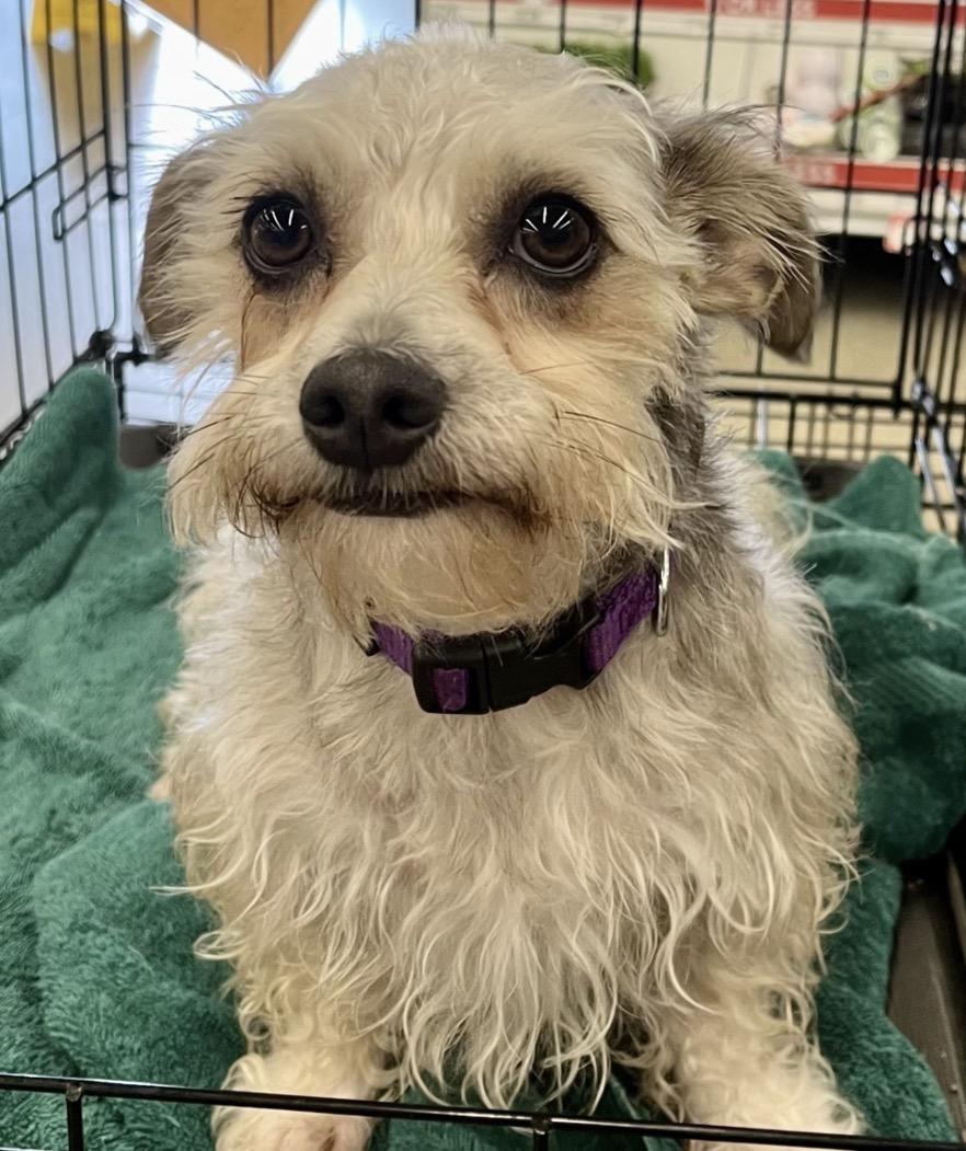 Snickers PB, adoptable, Adult Female Schnauzer & Terrier.