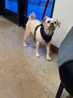 Jingle, Adoptable, Senior Female Shih Tzu & Mixed Breed.