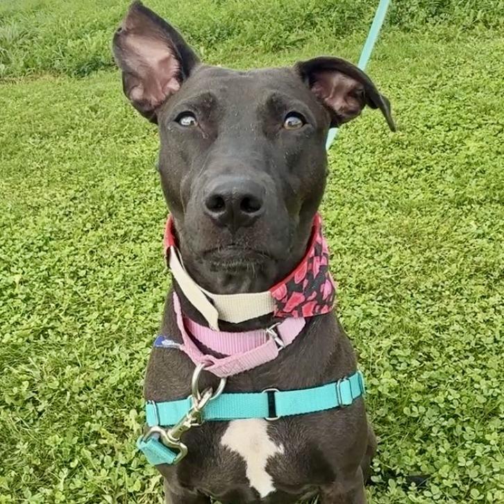 Ruby, Adoptable, Young Female Mixed Breed.