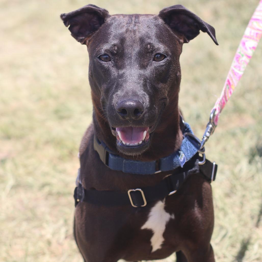 Ruby, a Adoptable Mixed Breed in Waukesha, WI image 1/5