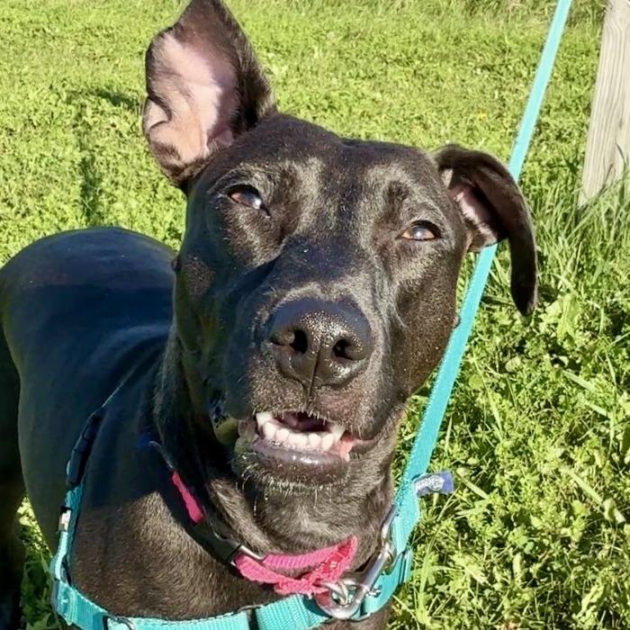 Enlarge Ruby, a Adoptable Mixed Breed in Waukesha, WI image 2/5