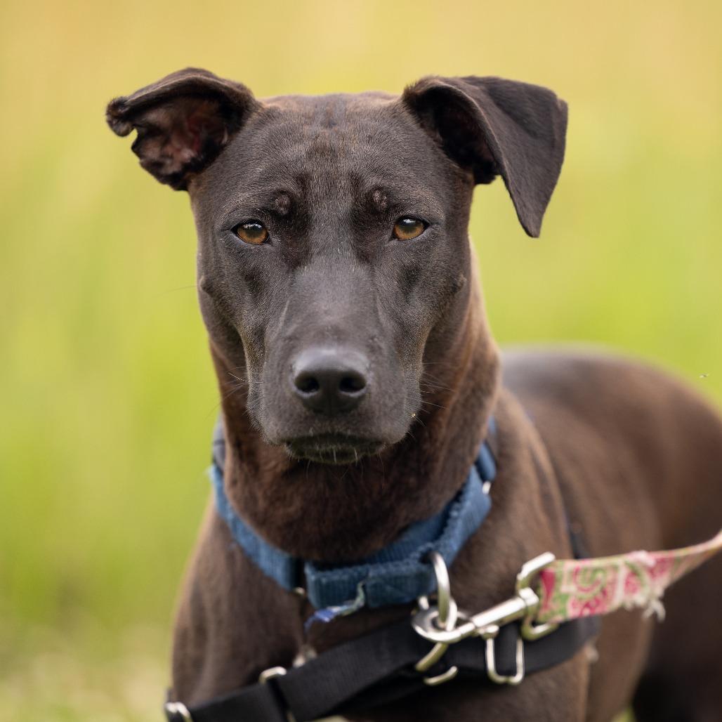 Ruby, a Adoptable Mixed Breed in Waukesha, WI image 2/5