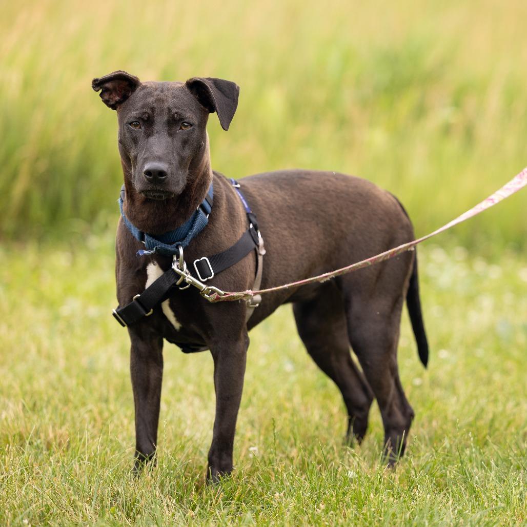 Ruby, a Adoptable Mixed Breed in Waukesha, WI image 3/5