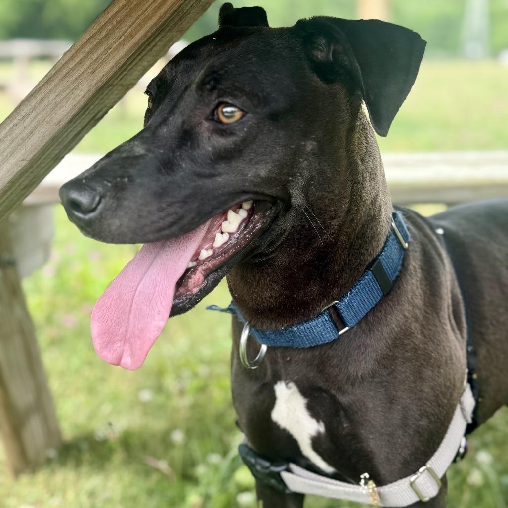 Ruby, a Adoptable Mixed Breed in Waukesha, WI image 4/5