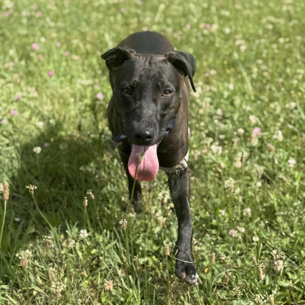 Ruby, a Adoptable Mixed Breed in Waukesha, WI image 5/5