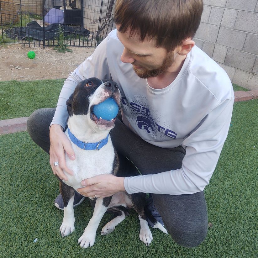 Watson, a Adoptable American Staffordshire Terrier in Phoenix, AZ image 1/11