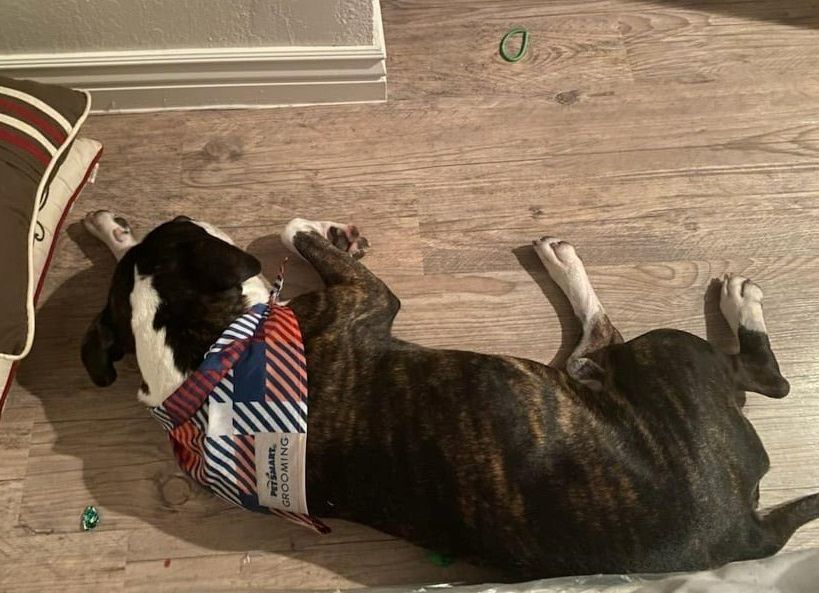 Watson, a Adoptable American Staffordshire Terrier in Phoenix, AZ image 2/11