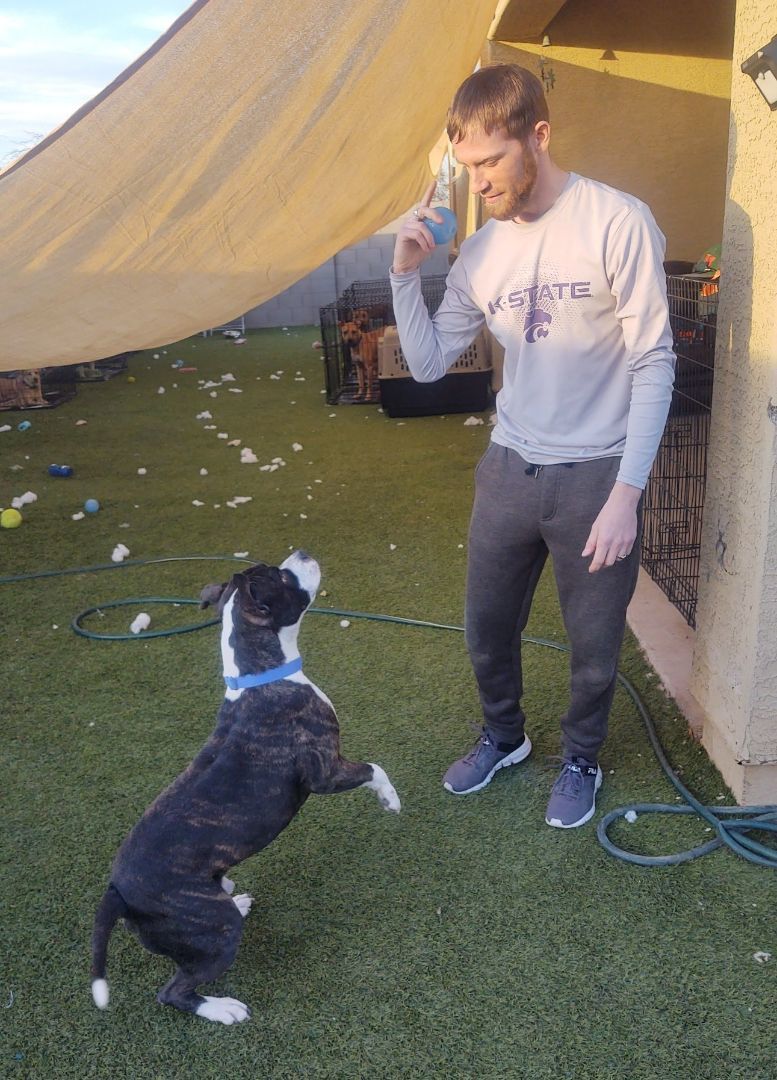 Watson, Adoptable, Adult Male American Staffordshire Terrier.