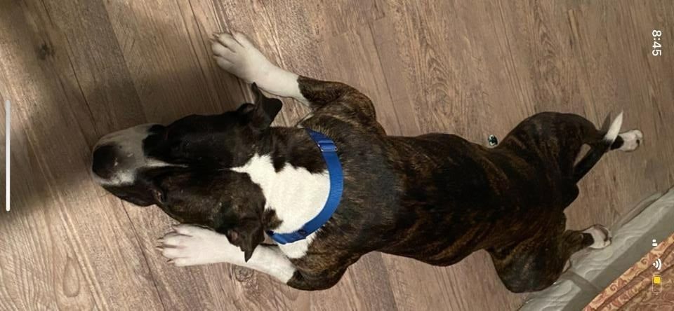 Watson, a Adoptable American Staffordshire Terrier in Phoenix, AZ image 5/11