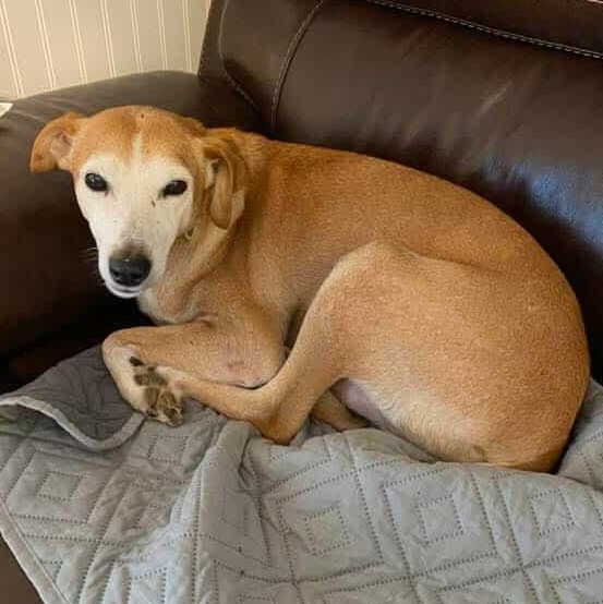 Charlie, a Adoptable Mixed Breed in Hopkinton, MA image 2/4
