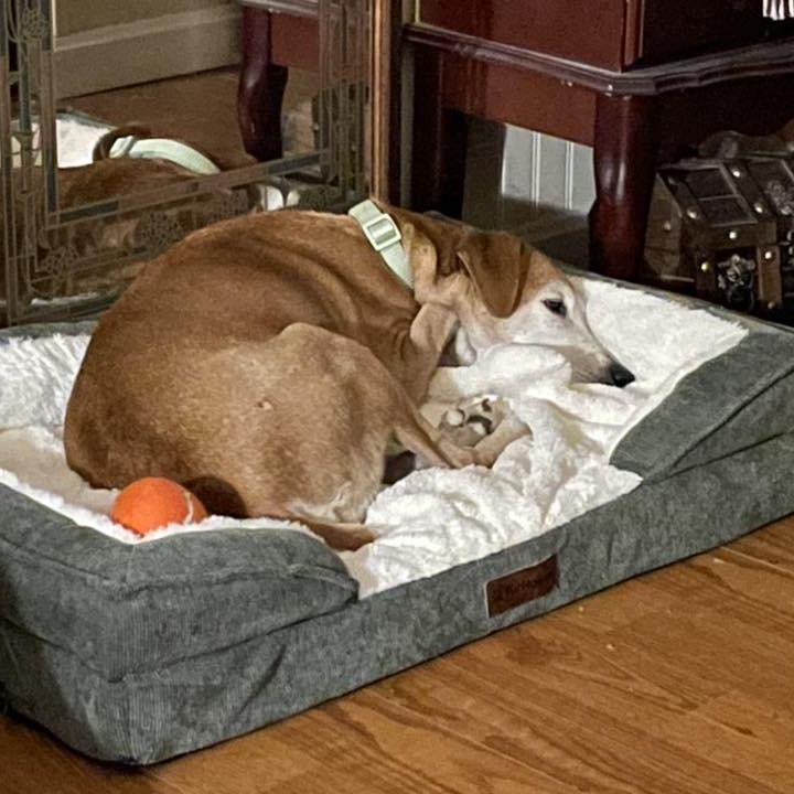 Charlie, a Adoptable Mixed Breed in Hopkinton, MA image 3/4