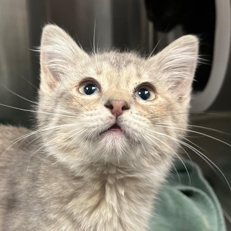 Khloe, Adoptable, Young Female Domestic Short Hair.