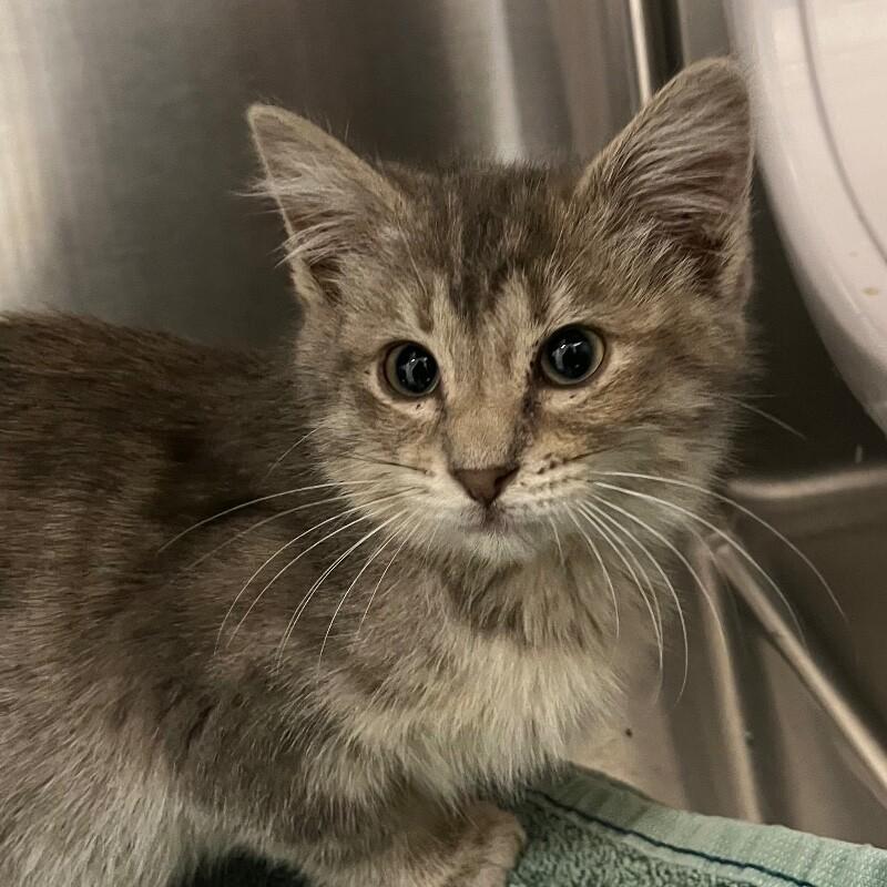 Enlarge Khloe, a Adoptable Domestic Short Hair in Yankton, SD image 2/3