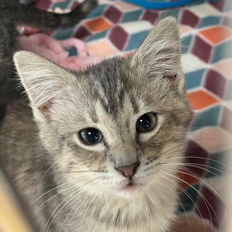 Enlarge Khloe, a Adoptable Domestic Short Hair in Yankton, SD image 3/3