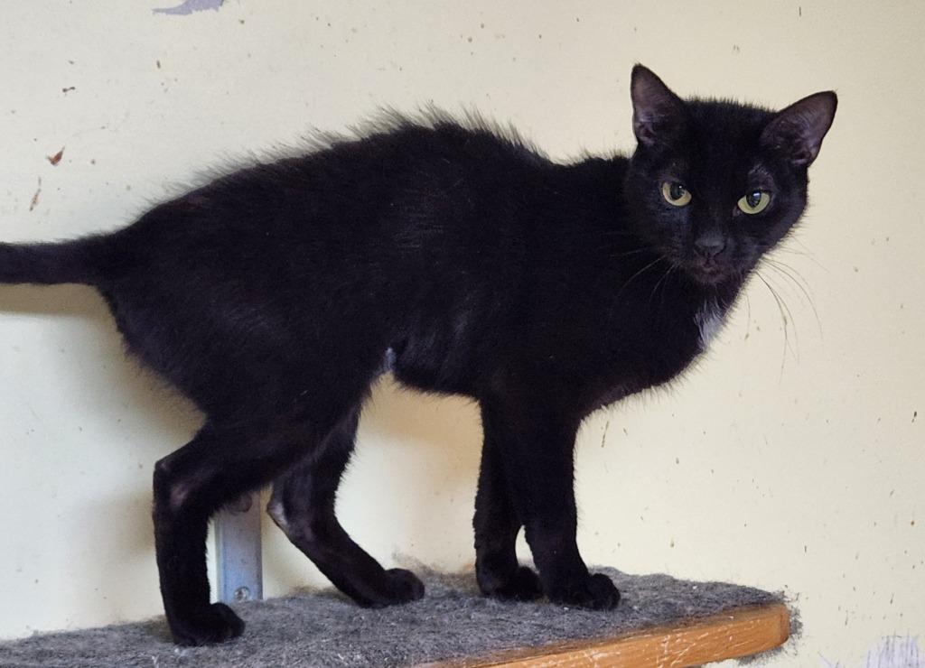 Cordelia, Adoptable, Young Female Domestic Short Hair.