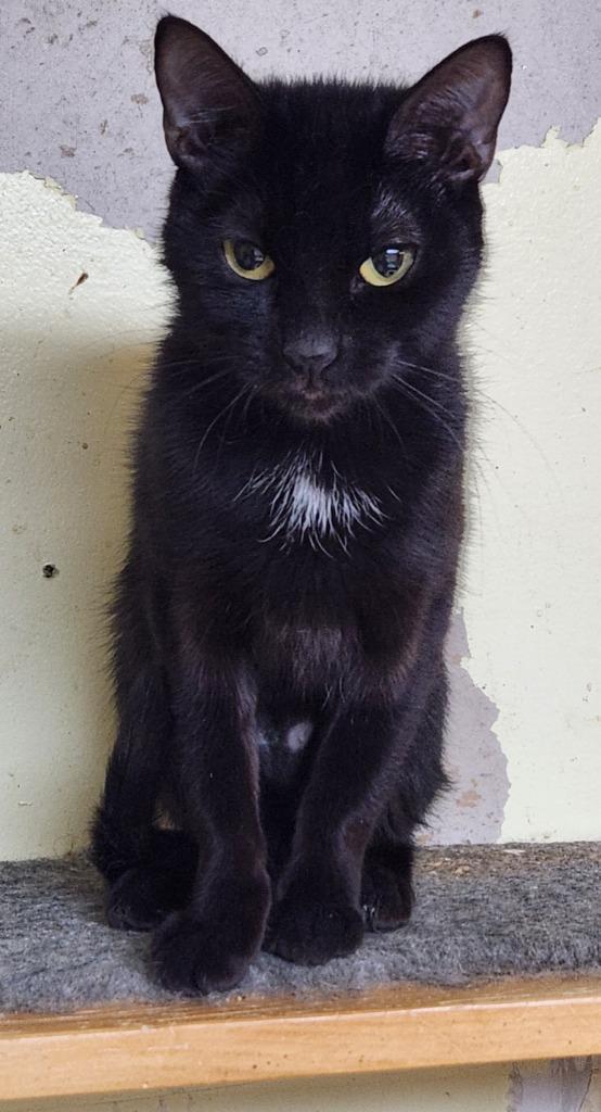 Cordelia, a Adoptable mixed breed in Walnutport, PA image 2/2