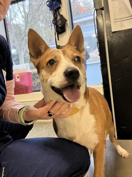 Enlarge Emily (rn), a Adoptable mixed breed in Mobile, AL image 1/1