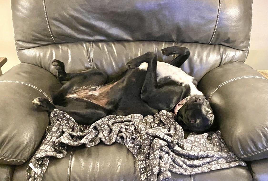 Trudy , a ADOPTABLE mixed breed in Valley Cottage, NY image 3/5