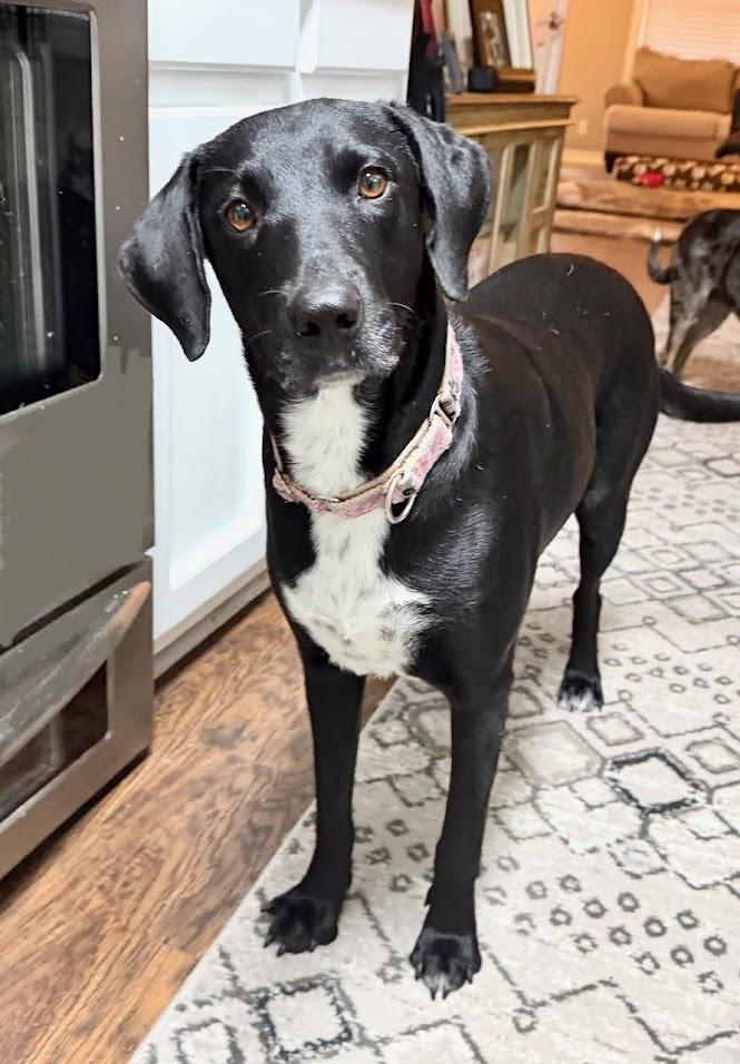 Trudy , a ADOPTABLE mixed breed in Valley Cottage, NY image 1/5