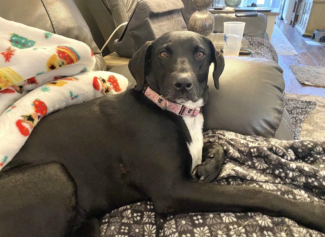 Trudy , a ADOPTABLE mixed breed in Valley Cottage, NY image 5/5