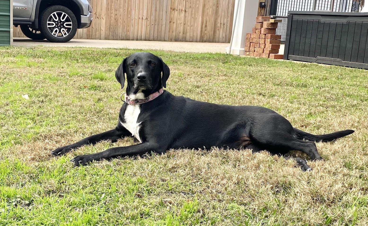 Trudy , ADOPTABLE, Adult Female Black Labrador Retriever.