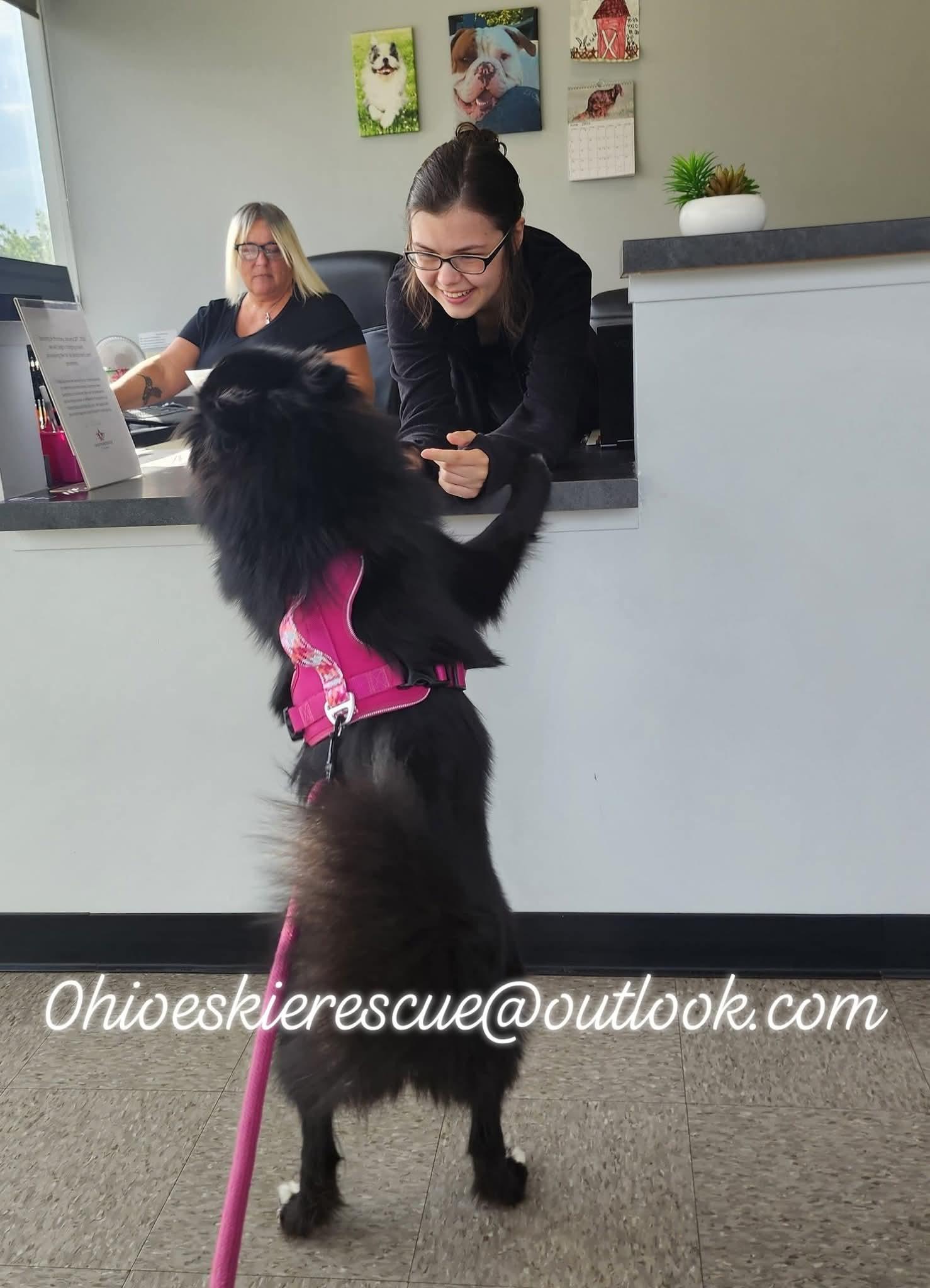 LEALA, an adoptable American Eskimo Dog, Schipperke in Maineville, OH, 45039 | Photo Image 4